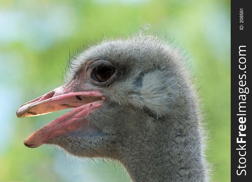 Close-up of an ostrich head