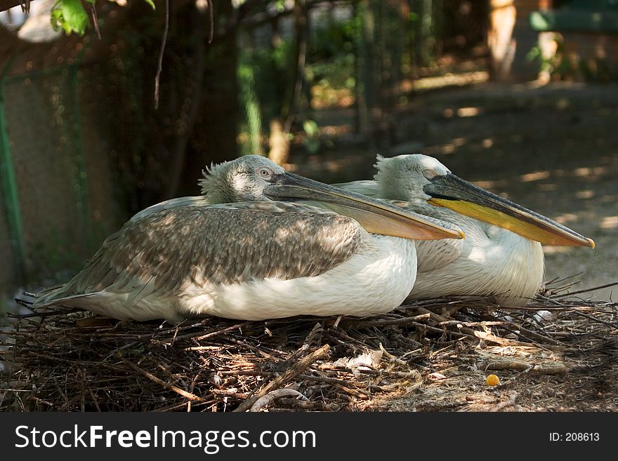 Two pelicans nesting
