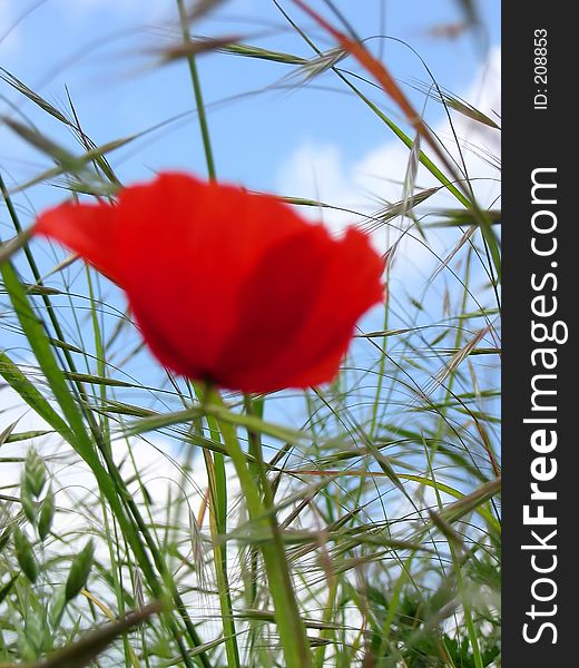 Red poppy being blown in the wind against a clear blue sky. Red poppy being blown in the wind against a clear blue sky
