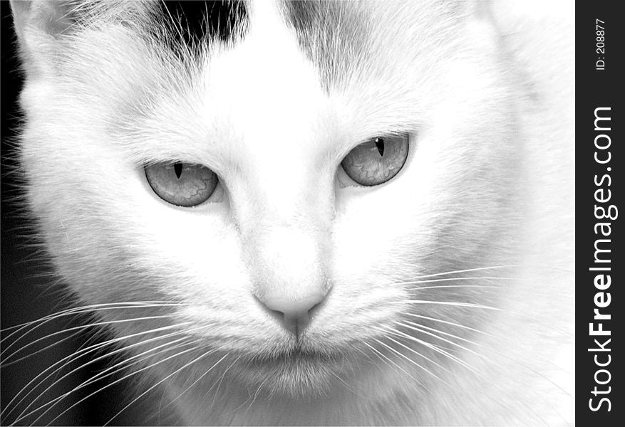 A staring black and white cat. A staring black and white cat