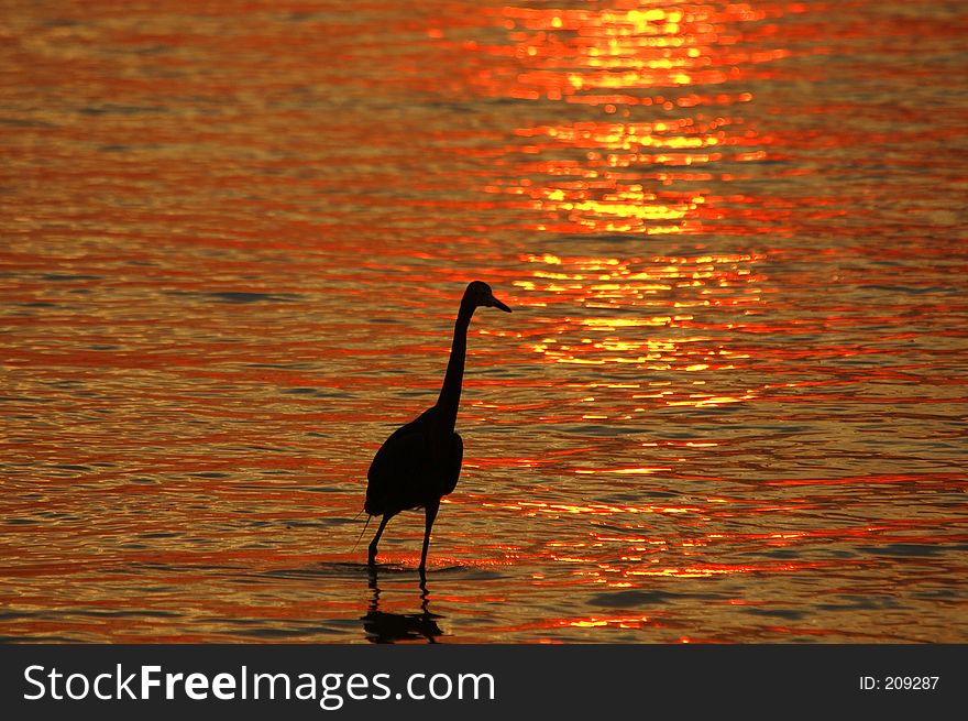 Reddish Egret at sunset