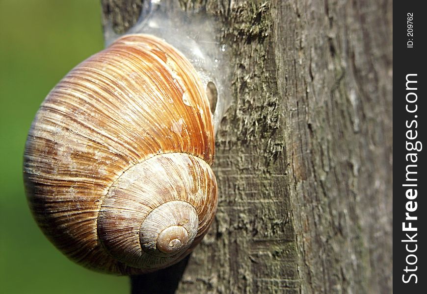 Snail in shell attached to a wooden peg