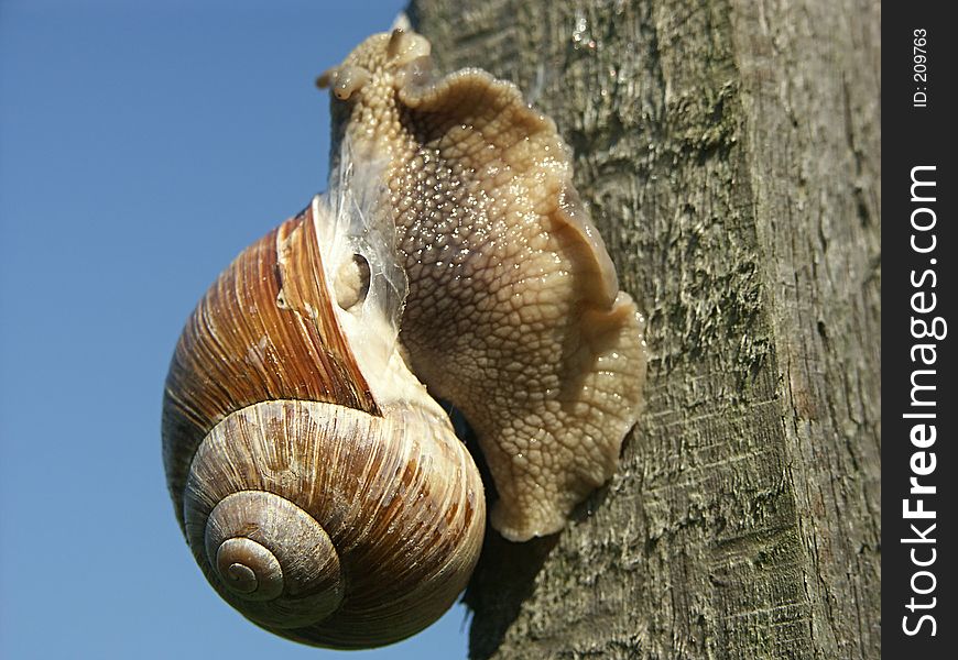 Snail climbing up a wooden peg