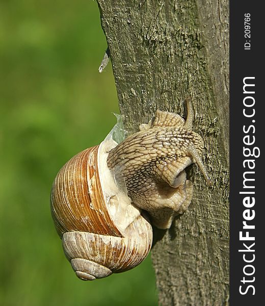 Snail on a wooden peg