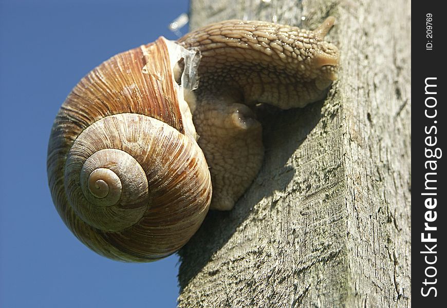 Snail on a wooden ped