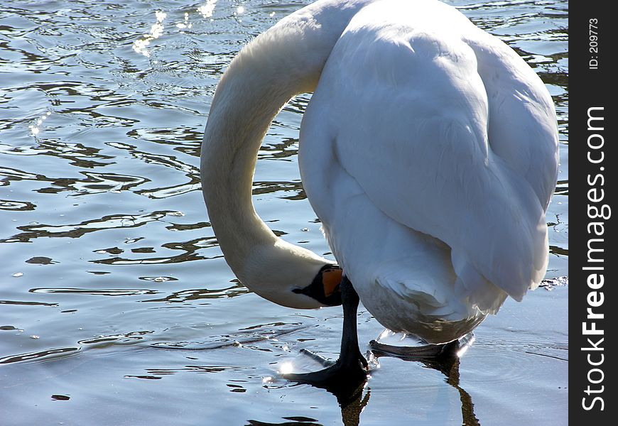 A swan by the river