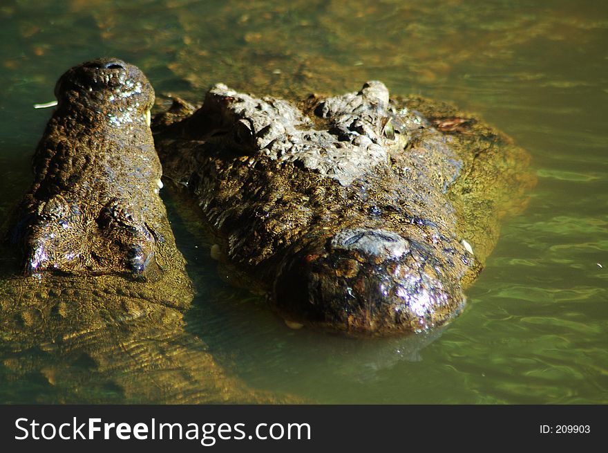 Adult nile crocodile, Kwazulu Natal, South Africa. Adult nile crocodile, Kwazulu Natal, South Africa