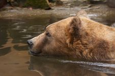 Bear Swimming Stock Photos Bear Swimming Stock Photos