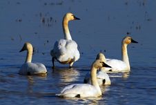 Swans In Blue Water Stock Images