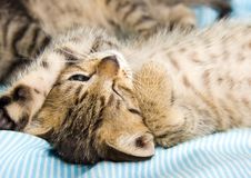 Happy Cat Stock Photography Happy Cat Stock Photography