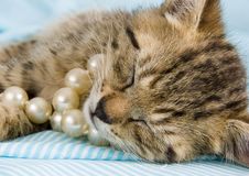Sleepy Cat Stock Photos Sleepy Cat Stock Photos