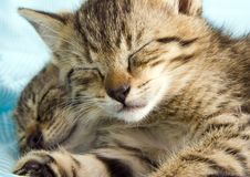 Sleepy Cat Royalty Free Stock Photography Sleepy Cat Royalty Free Stock Photography