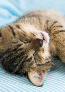 Sleepy Cat Stock Photos Sleepy Cat Stock Photos