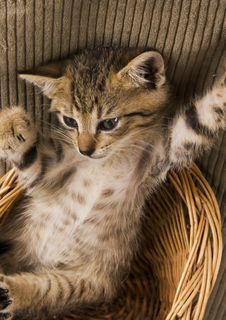 Cat In The Basket Stock Photos Cat In The Basket Stock Photos