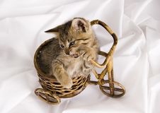 Crazy Cat Royalty Free Stock Photos Crazy Cat Royalty Free Stock Photos
