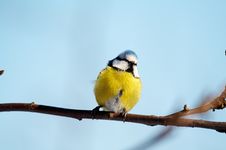 Free Blue Tit Royalty Free Stock Photography - 2007877