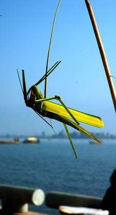 Grasshopper Royalty Free Stock Image