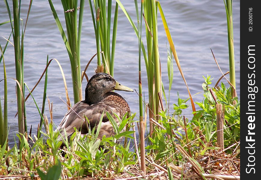 Female Mallard duck sitting on shore