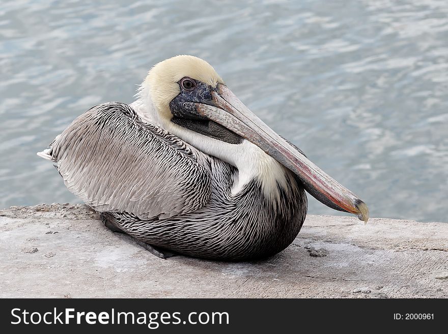 A well oiled pelican rests after morning fishing. A well oiled pelican rests after morning fishing