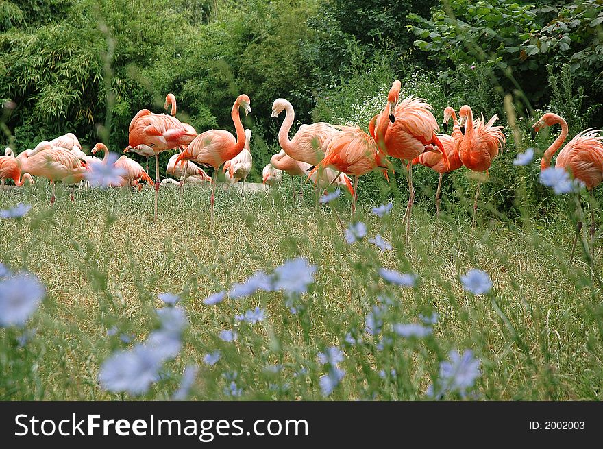 A flock of pink flamingo on green grass