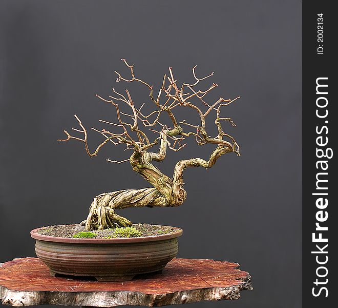 Honeysuckle bonsai in winter