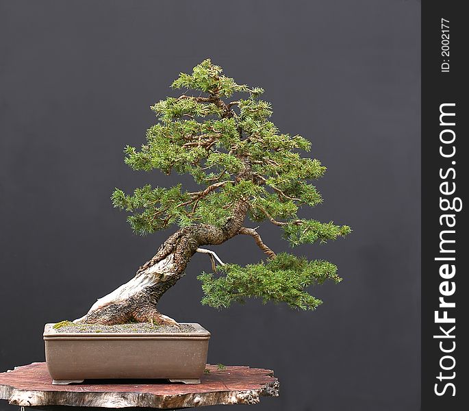 European spruce, Picea abies, 60 cm high, around 100 years old. European spruce, Picea abies, 60 cm high, around 100 years old