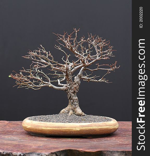 Elm bonsai in winter