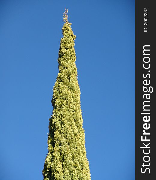 Straight pine tree on a cloudless sky. Straight pine tree on a cloudless sky