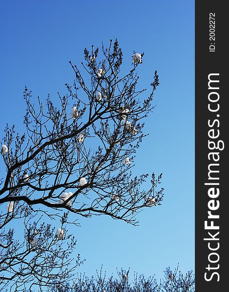 Tree With Snow In Spring