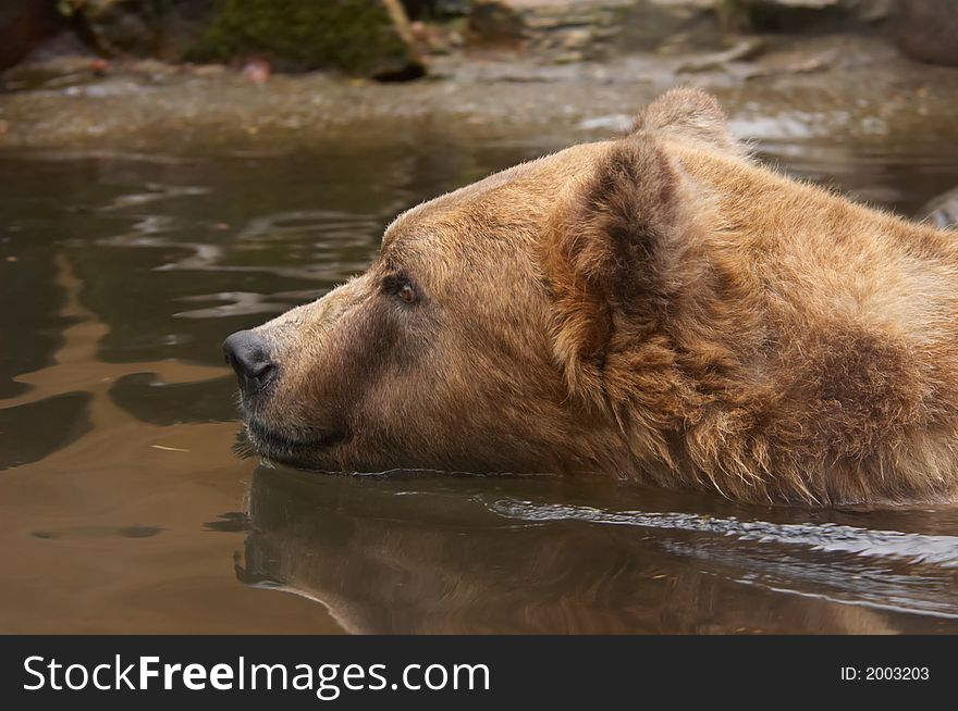 Close-up of a bear in water. Close-up of a bear in water