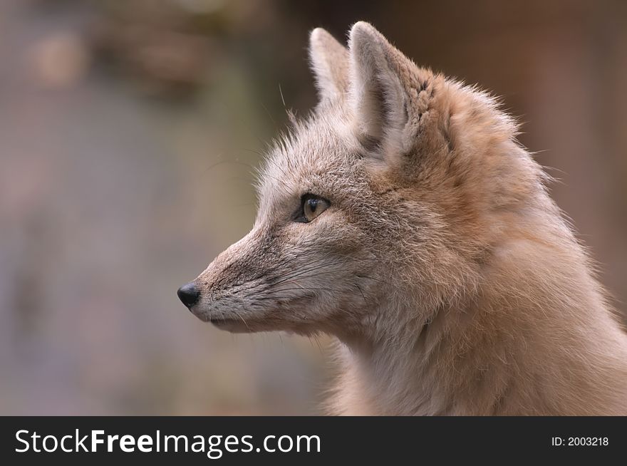 Portrait of a beautiful corsac fox. Portrait of a beautiful corsac fox