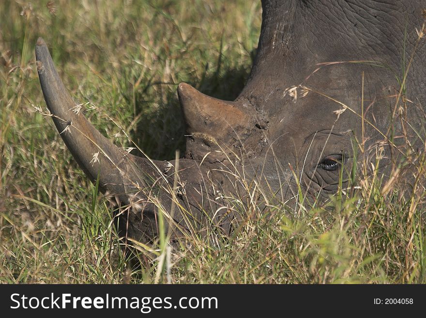 Orpen Rhino