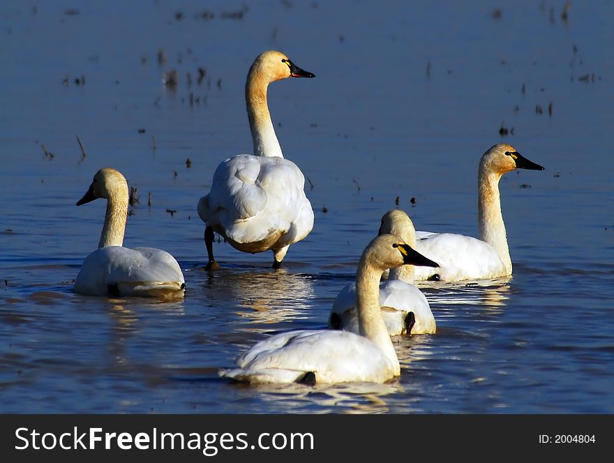 Swans in Blue Water