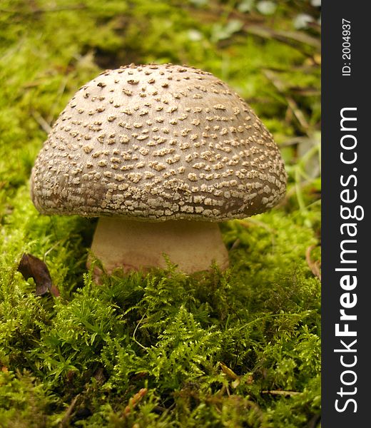 Large toadstool type fungus growing in moss