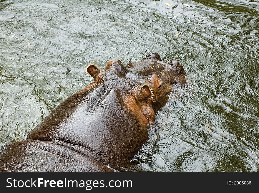 A hippopotamus swims in the water. A hippopotamus swims in the water.