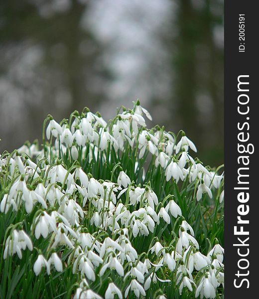 Snowdrops in meadow during February. Snowdrops in meadow during February