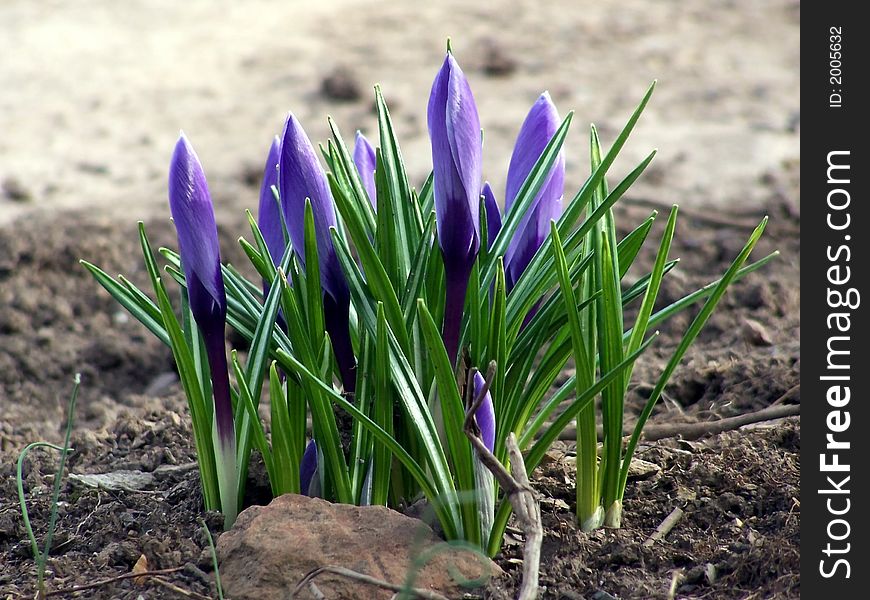 Clump of blue crocus not fully opened yet