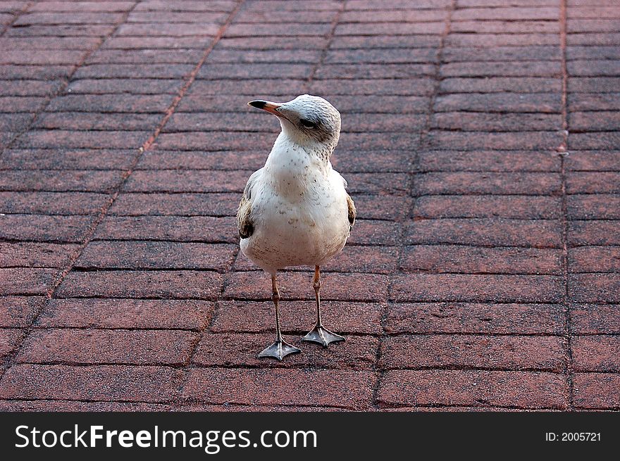 This image of a silly seagull was taken in Lake Buena Vista, Florida