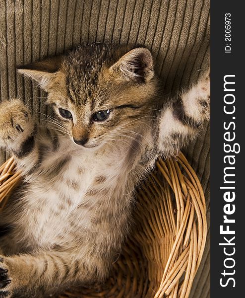 Cat In The Basket
