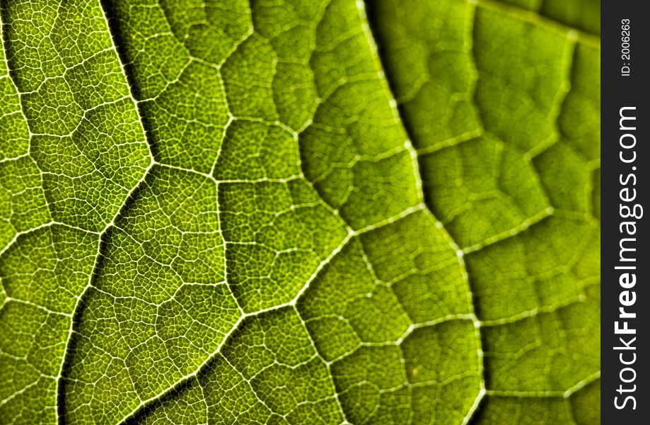 Leaf Background