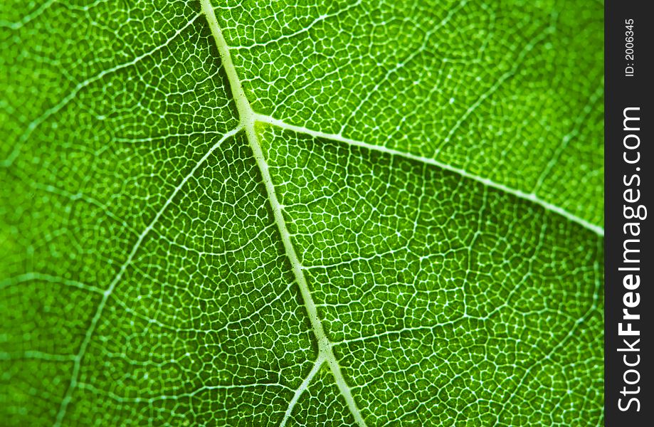 Closeup Leaf