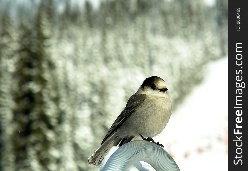 Also known as the Canada Jay or Gray Jay