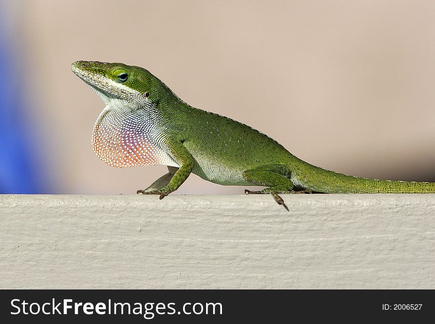 A bright green gecko, the good luck lizard of Hawaii, sits on a railing with its colorful throat sac extended and looks sideways with its blue rimmed eye.