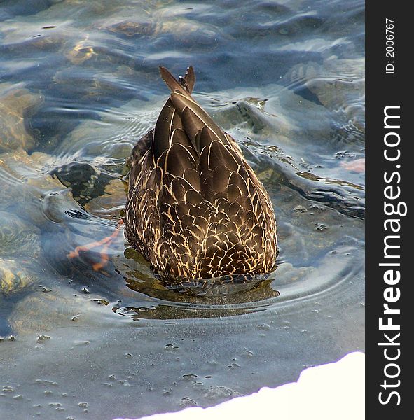 A duck sticks its tail out of the water looking for food. A duck sticks its tail out of the water looking for food