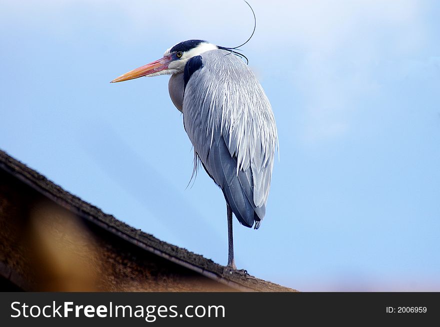 A photograph of a crane bird standing on top of the roof in a japanese garden. A photograph of a crane bird standing on top of the roof in a japanese garden.