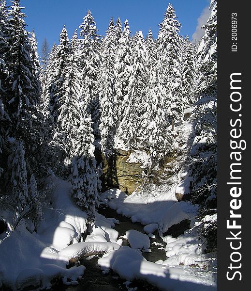 Wall of trees covered with snow. Wall of trees covered with snow