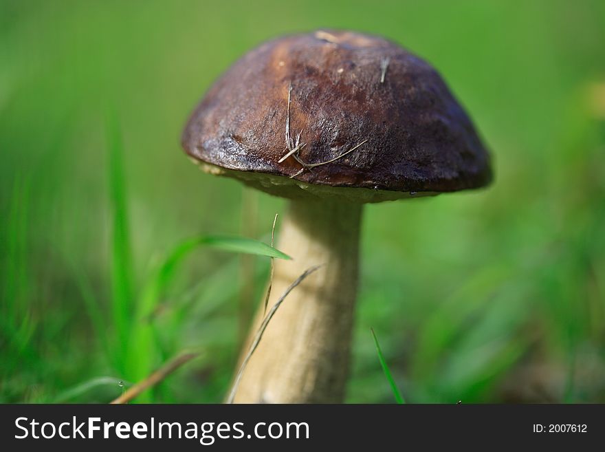 Brown mushroom shot close up with a shallow depth of field