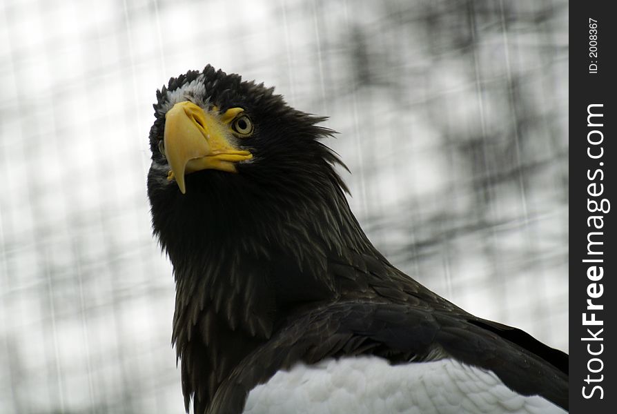 Head of eagle in prague zoo