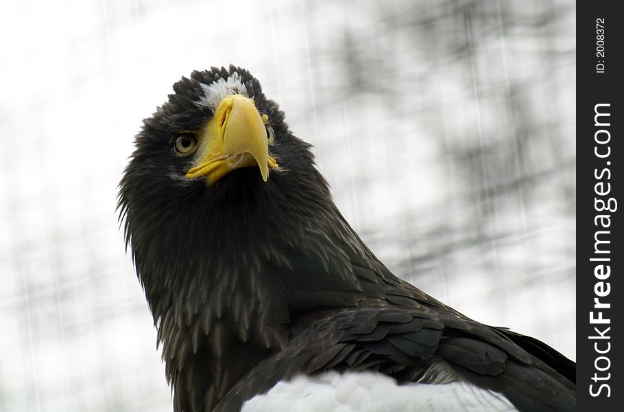 Head of eagle in prague zoo