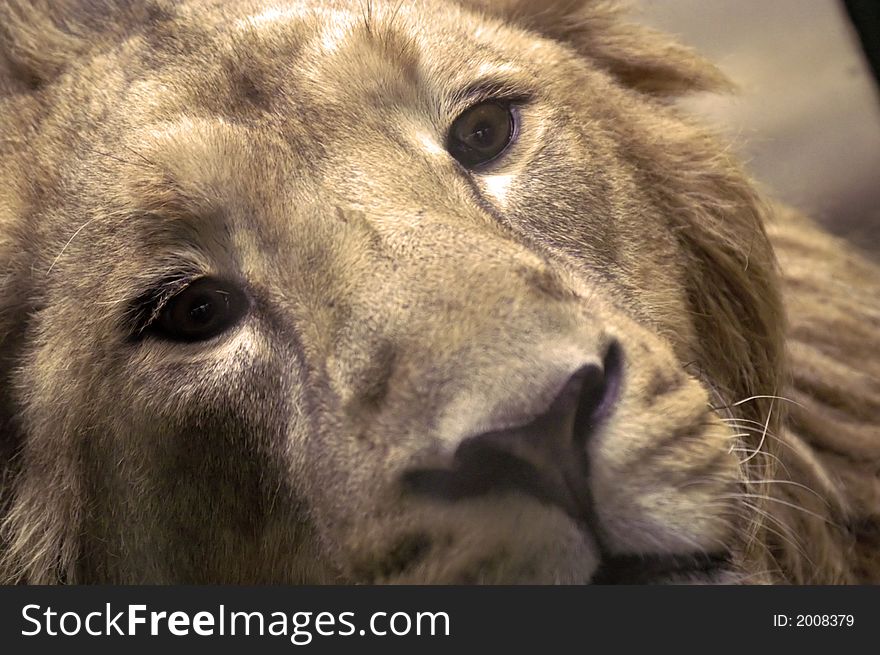 Closeup lying lion with sincere eyes